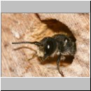 Heriades truncorum - Loecherbiene w05 6mm.jpg